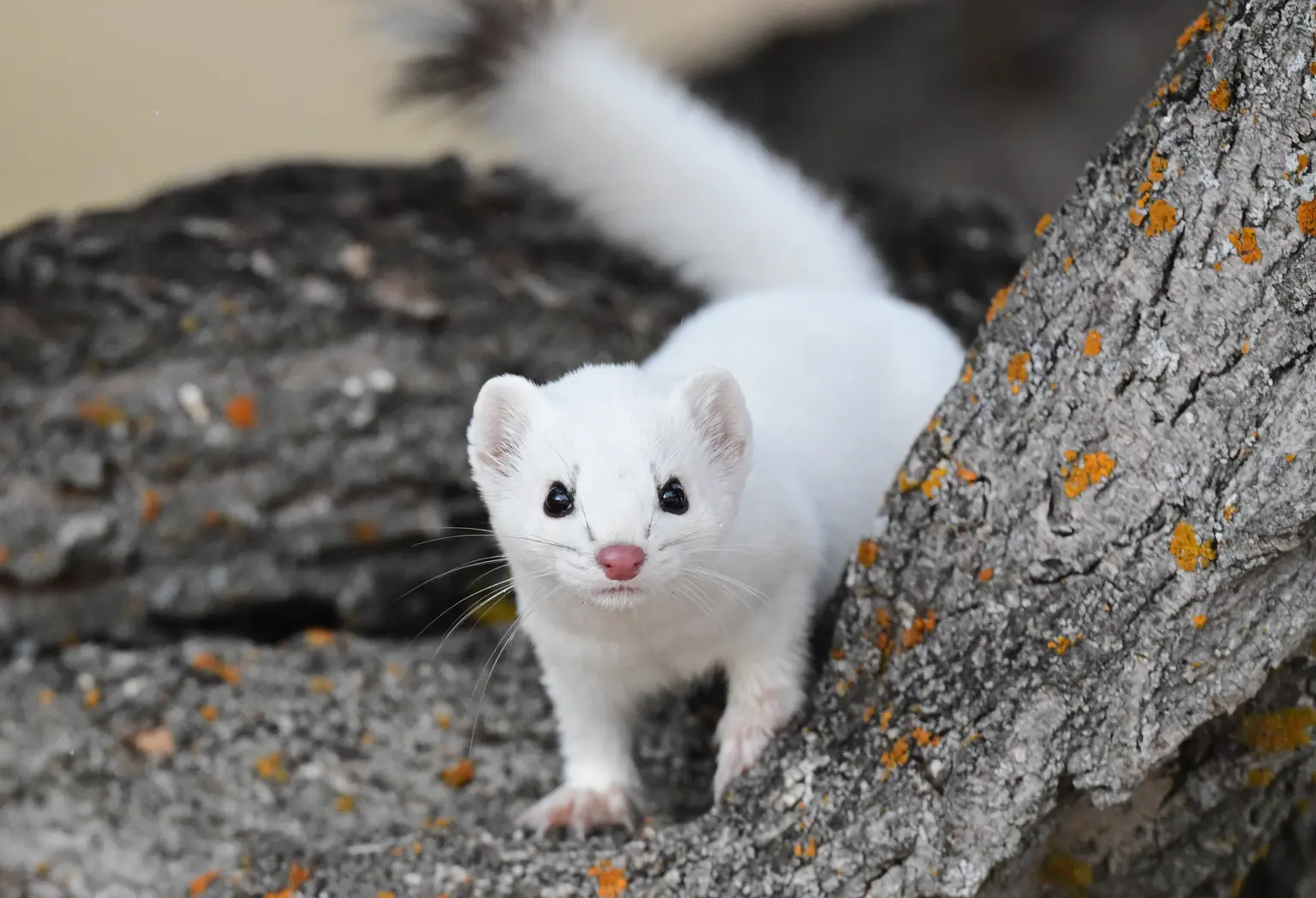 You are currently viewing Test Post 123